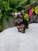 Libby, a female Yorkshire Terrier for sale in Bolivar, MO – 7 of 10