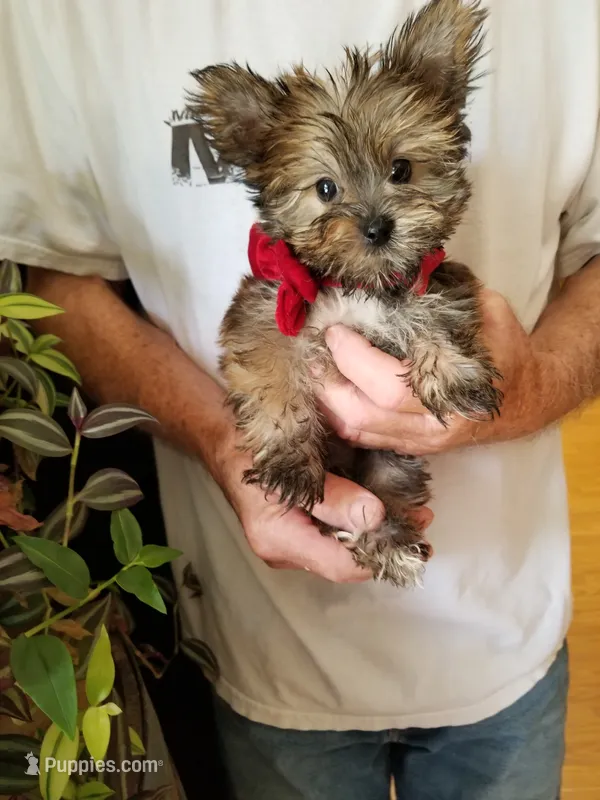 Benny – Yorkshire Terrier puppy for sale in Bolivar, MO