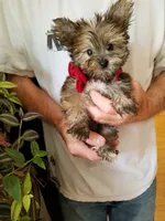 Benny, a male Yorkshire Terrier for sale in Bolivar, MO – 2 of 10
