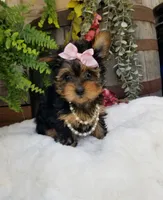 Catalina , a female Yorkshire Terrier for sale in Bolivar, MO – 3 of 10