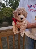 Rubble , a male Maltipoo for sale in Bolivar, MO – 8 of 10
