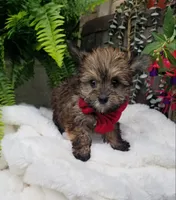 Benny, a male Morkie for sale in Bolivar, MO – 10 of 10