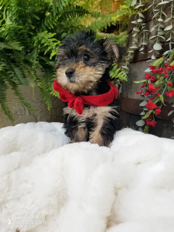 Lucas  – Yorkshire Terrier puppy for sale in Bolivar, MO