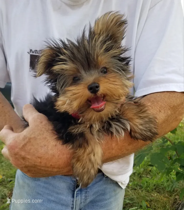 Maxx – Yorkshire Terrier puppy for sale in Bolivar, MO