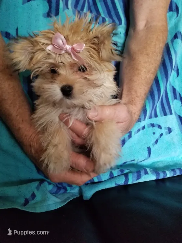 Catalina  – Morkie puppy for sale in Bolivar, MO