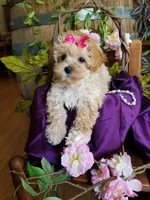 Sally , a female Maltipoo for sale in Bolivar, MO – 5 of 9