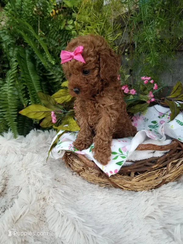 Apple – Poodle - Toy  puppy for sale in Bolivar, MO