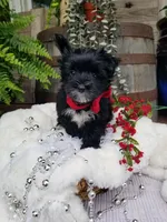 Whiskers , a male Morkie for sale in Bolivar, MO – 9 of 10