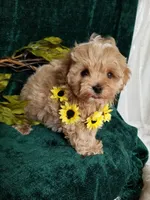 Nemo, a male Maltipoo for sale in Bolivar, MO – Photo 9 of 9