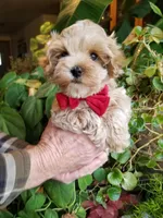 Nemo, a male Maltipoo for sale in Bolivar, MO – Photo 3 of 9