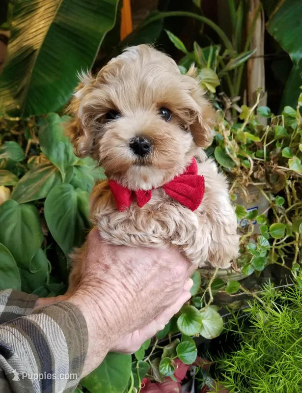 Nemo, a male Maltipoo for sale in Bolivar, MO – Photo 1 of 9