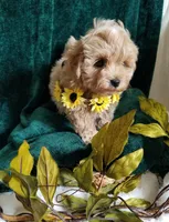 Nemo, a male Maltipoo for sale in Bolivar, MO – Photo 6 of 9