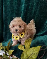 Nemo, a male Maltipoo for sale in Bolivar, MO – Photo 4 of 9