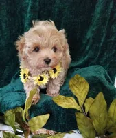Nemo, a male Maltipoo for sale in Bolivar, MO – Photo 5 of 9