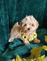 Nemo, a male Maltipoo for sale in Bolivar, MO – Photo 8 of 9