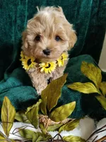 Nemo, a male Maltipoo for sale in Bolivar, MO – Photo 7 of 9