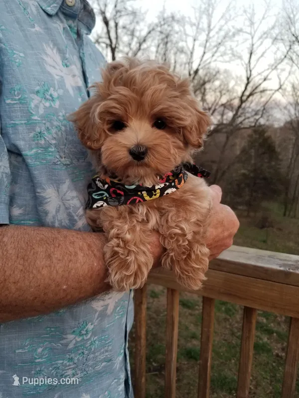 Nemo – Maltipoo puppy for sale in Bolivar, MO