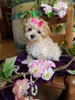 Sally , a female Maltipoo for sale in Bolivar, MO – 1 of 9