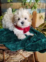 Hunter , a male Maltipoo for sale in Bolivar, MO – 5 of 9