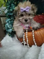 Catalina , a female Morkie for sale in Bolivar, MO – 9 of 10