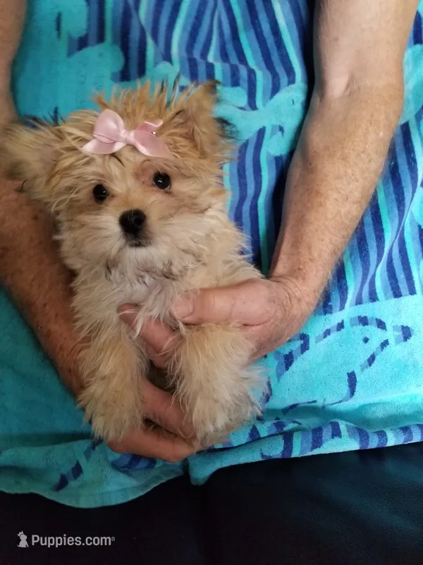 Catalina  – Morkie puppy for sale in Bolivar, MO