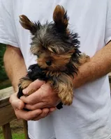 Beethoven , a male Yorkshire Terrier for sale in Bolivar, MO – 6 of 6
