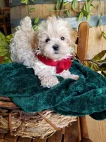 Hunter , a male Maltipoo for sale in Bolivar, MO – 8 of 9