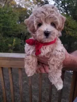 Rubble , a male Maltipoo for sale in Bolivar, MO – 3 of 10