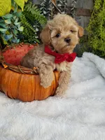 Nash, a male Maltipoo for sale in Bolivar, MO – 3 of 10