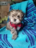 Rubble , a male Morkie for sale in Bolivar, MO – 2 of 10
