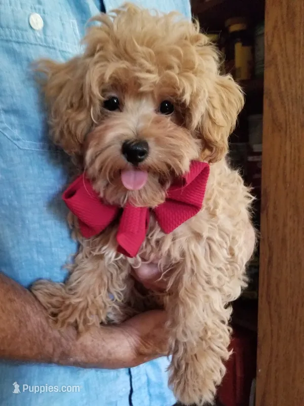 Rubble  – Maltipoo puppy for sale in Bolivar, MO