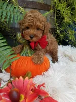 Paxton , a male Poodle - Toy  for sale in Bolivar, MO – 3 of 10