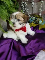 Snowman, a male Morkie for sale in Bolivar, MO – 4 of 4