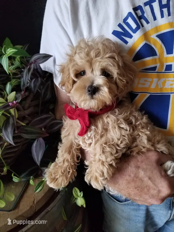 Rubble  – Maltipoo puppy for sale in Bolivar, MO