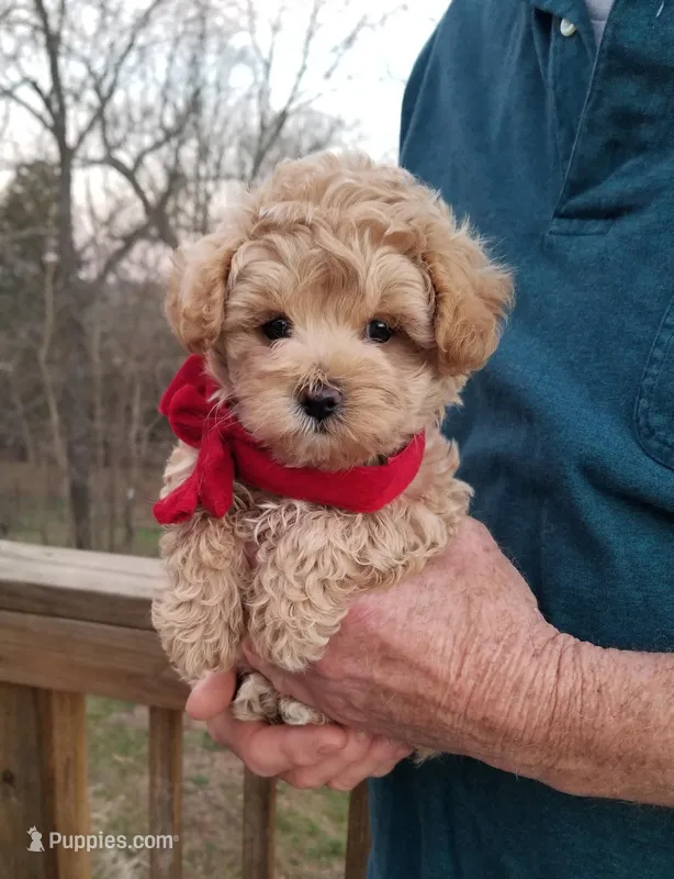 Rubble  – Maltipoo puppy for sale in Bolivar, MO