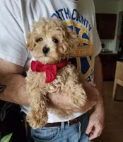 Rubble , a male Maltipoo for sale in Bolivar, MO – Photo 10 of 10