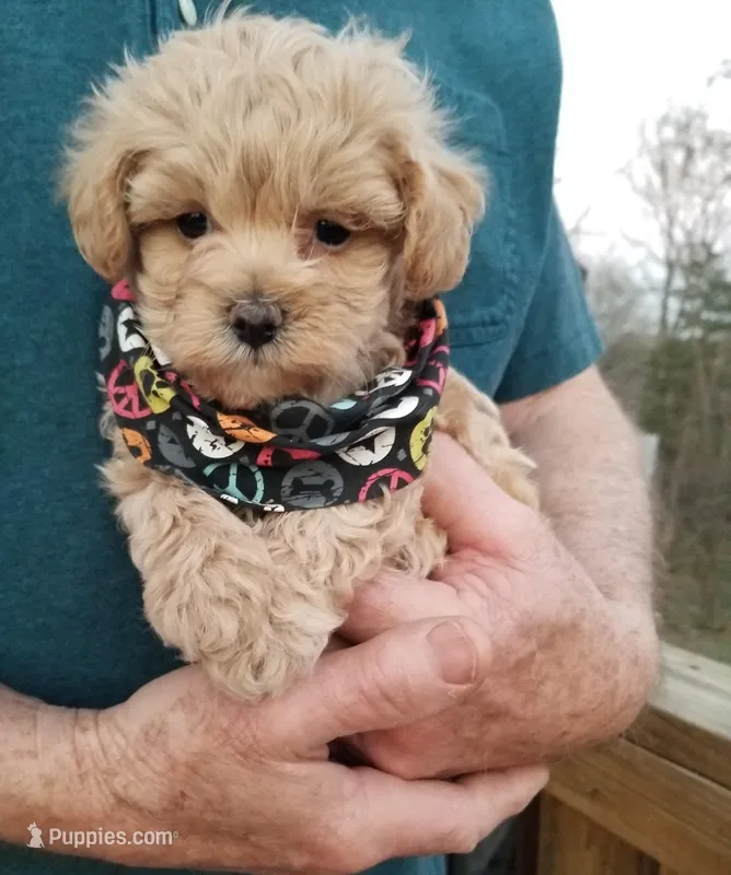 Rubble  – Maltipoo puppy for sale in Bolivar, MO