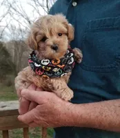 Rubble , a male Maltipoo for sale in Bolivar, MO – Photo 2 of 5