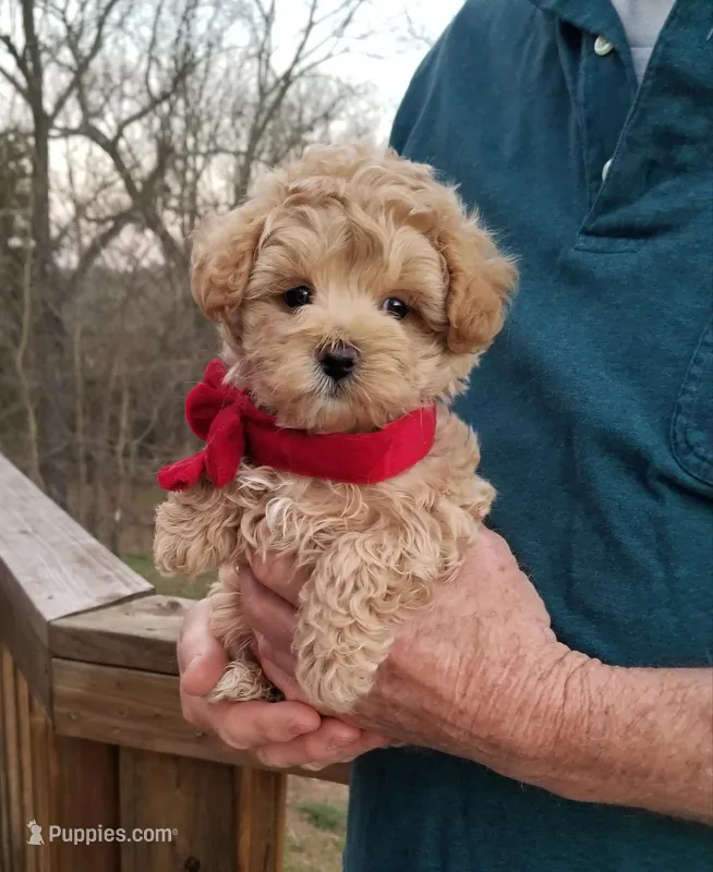 Rubble  – Maltipoo puppy for sale in Bolivar, MO