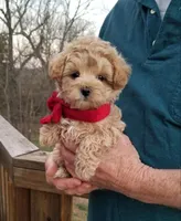 Rubble , a male Maltipoo for sale in Bolivar, MO – Photo 7 of 10