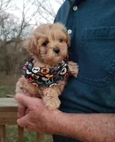 Rubble , a male Maltipoo for sale in Bolivar, MO – Photo 3 of 5