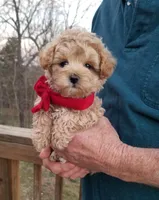 Rubble , a male Maltipoo for sale in Bolivar, MO – Photo 6 of 10