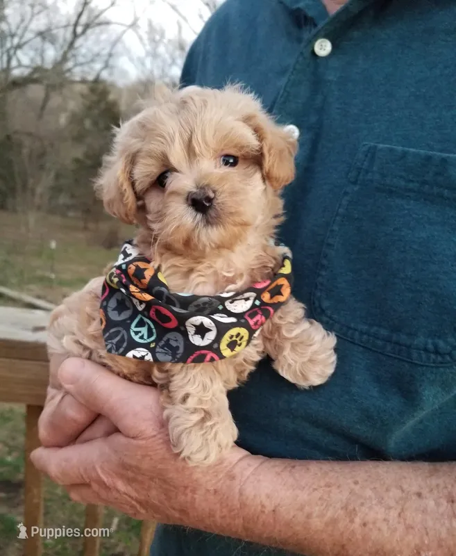 Rubble  – Maltipoo puppy for sale in Bolivar, MO