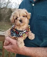 Rubble , a male Maltipoo for sale in Bolivar, MO – Photo 5 of 5