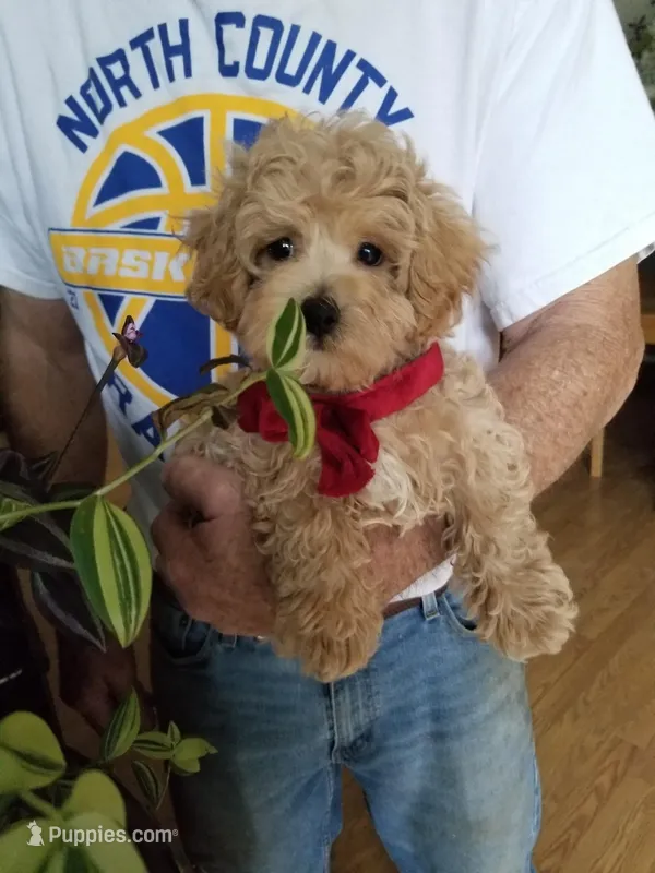 Rubble  – Maltipoo puppy for sale in Bolivar, MO