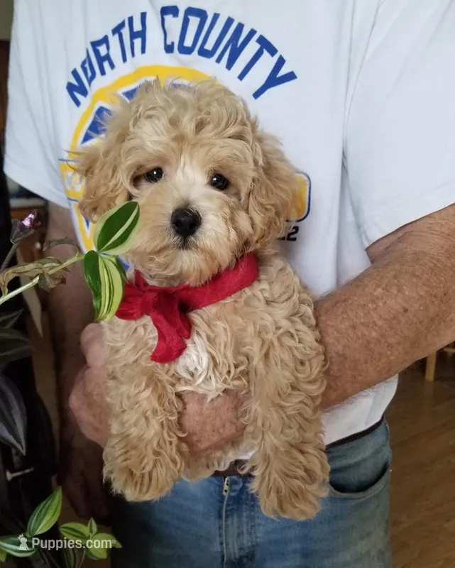 Rubble  – Maltipoo puppy for sale in Bolivar, MO