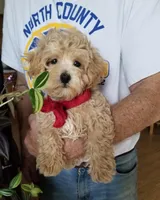 Rubble , a male Maltipoo for sale in Bolivar, MO – Photo 4 of 10