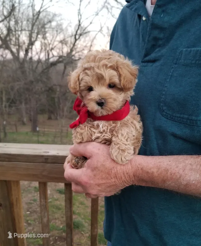 Rubble  – Maltipoo puppy for sale in Bolivar, MO