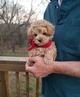 Rubble , a male Maltipoo for sale in Bolivar, MO – Photo 8 of 10