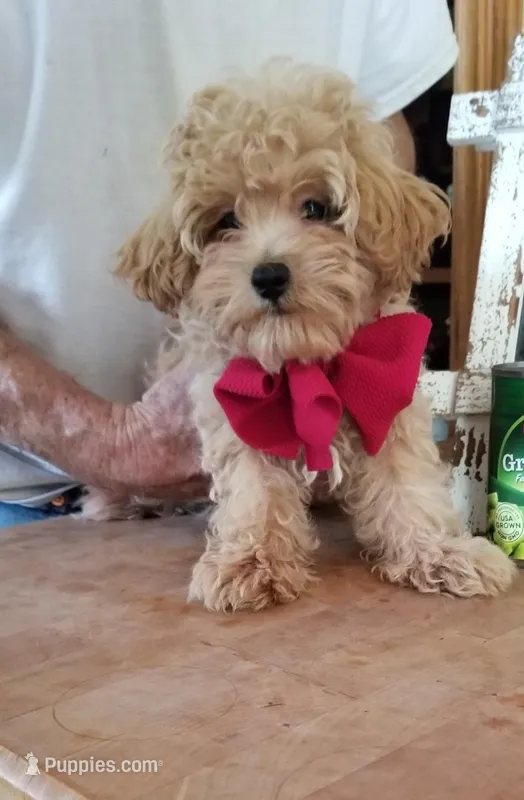 Rubble  – Maltipoo puppy for sale in Bolivar, MO